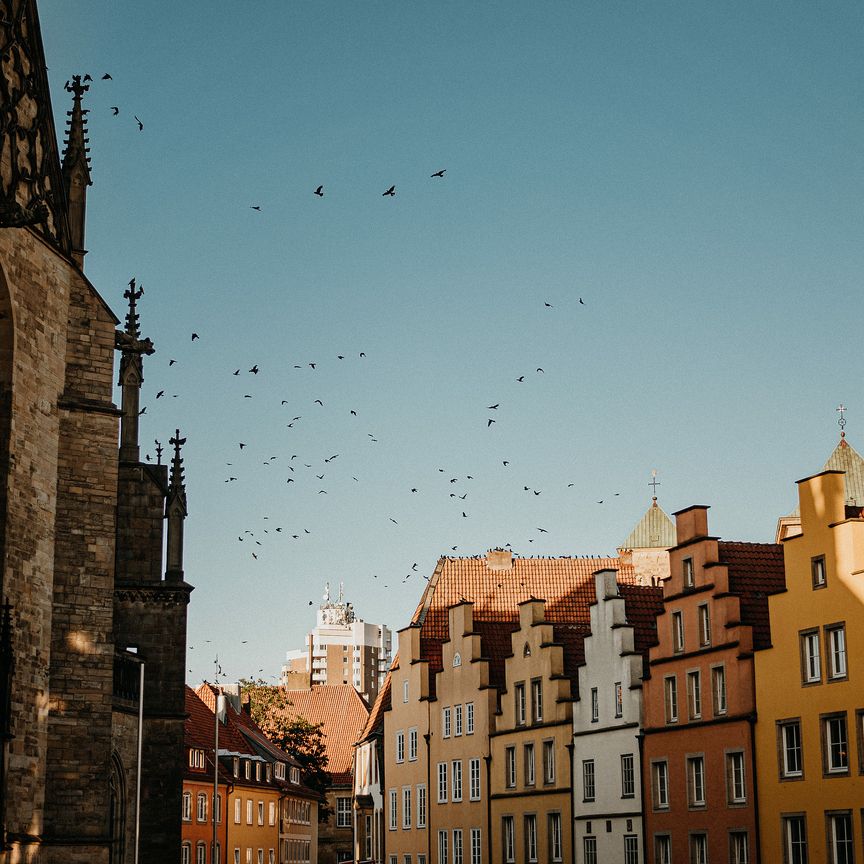 fliegende vögel vor blauen Himmel in der Stadt Osnabrück